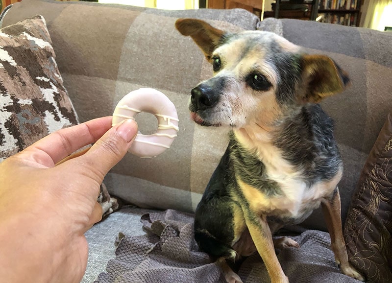 pip with donut cookie from wufers