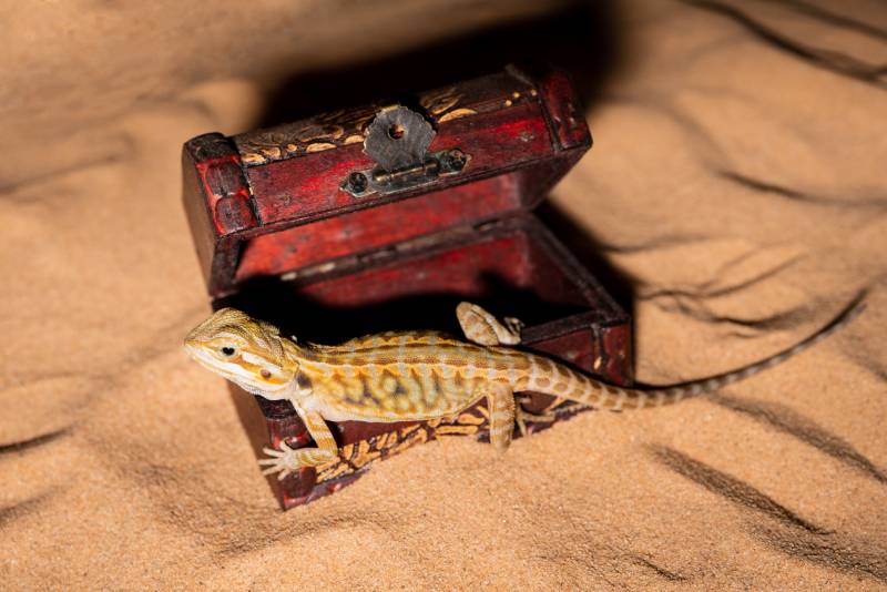 pogona vitticeps lizard