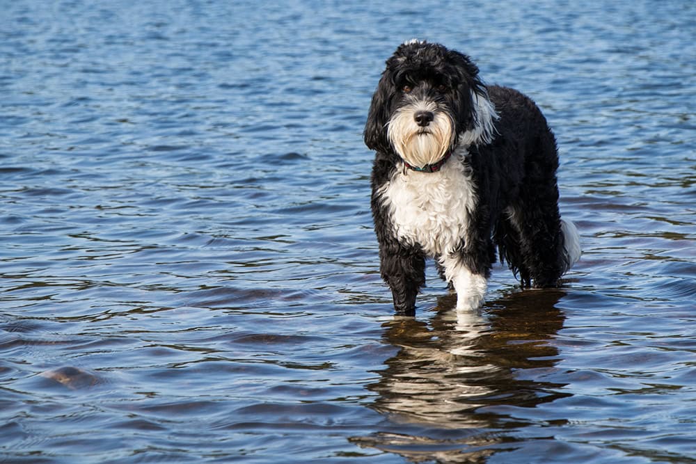 portuguese water dog in the water