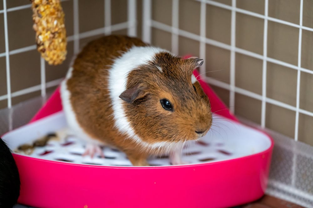 potty trained guinea pig sitting on corner tray
