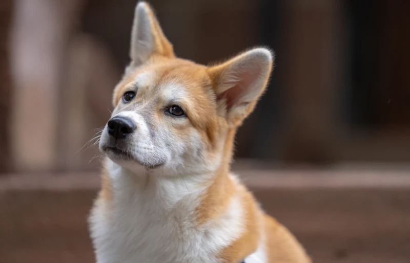 puppy jindo corgi mixed breed dog