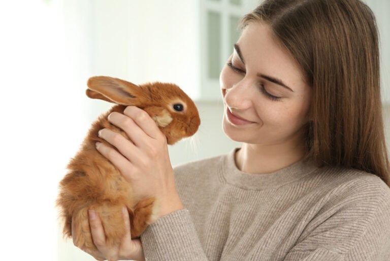 How to Play With Your Rabbit: 10 Great Ideas | Hepper Pet Resources