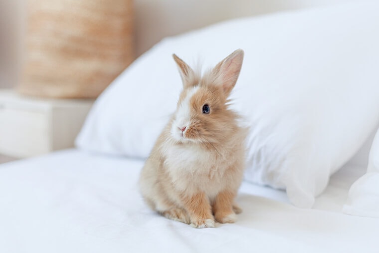 Do Rabbits Sleep with Their Eyes Open? Vet Approved Facts & FAQ ...
