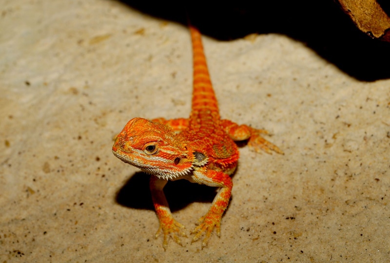 red bearded dragon in the sand