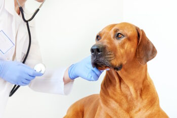 5 Most Common Vet-Reviewed Rhodesian Ridgeback Health Issues | Hepper ...