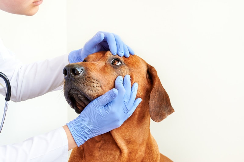 rhodesian ridgeback eye check by vet