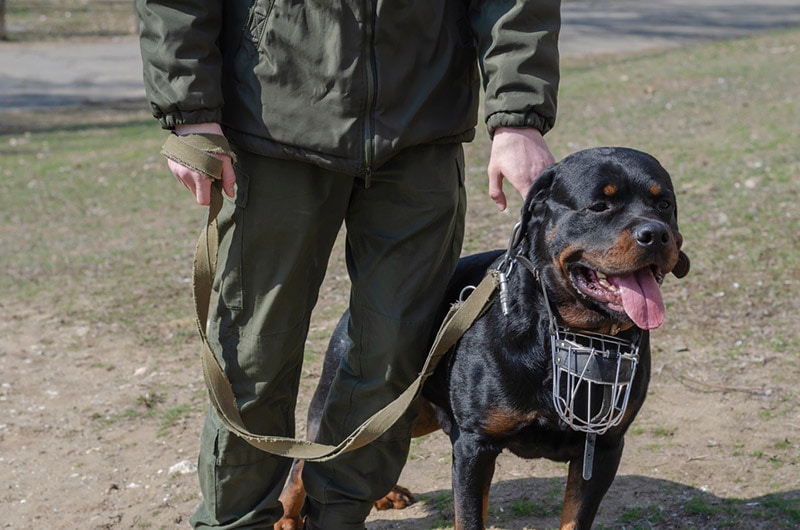 rottweiler service dog