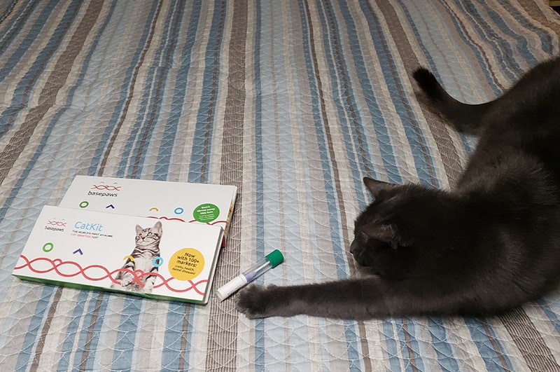 rueben playing on the catkit