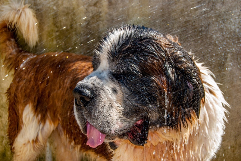 saint bernard dog getting a bath