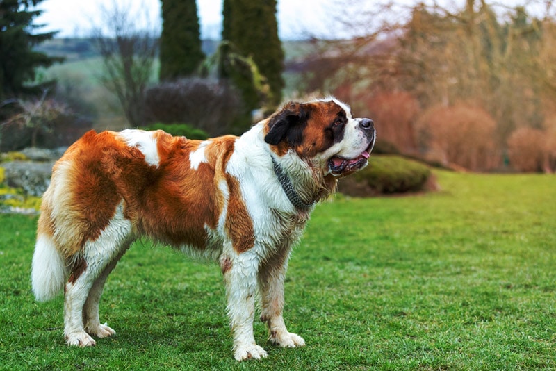 saint bernard dog standing outdoor