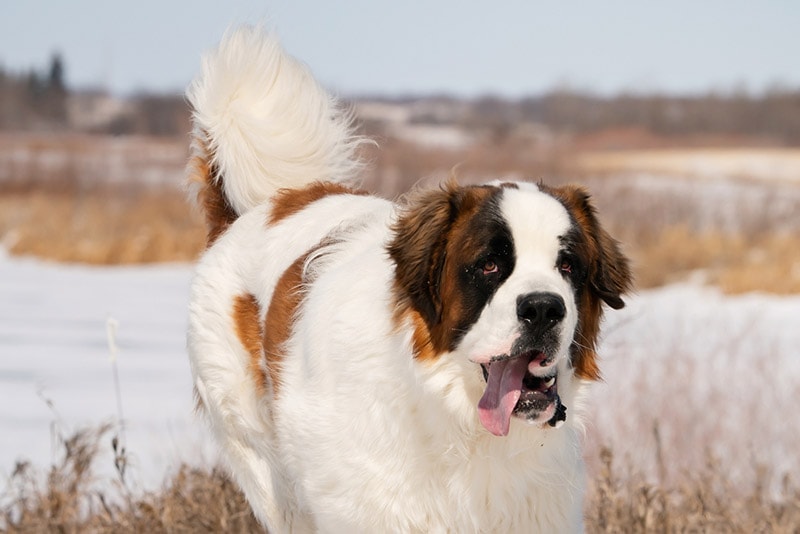 saint bernard dog walking outdoor