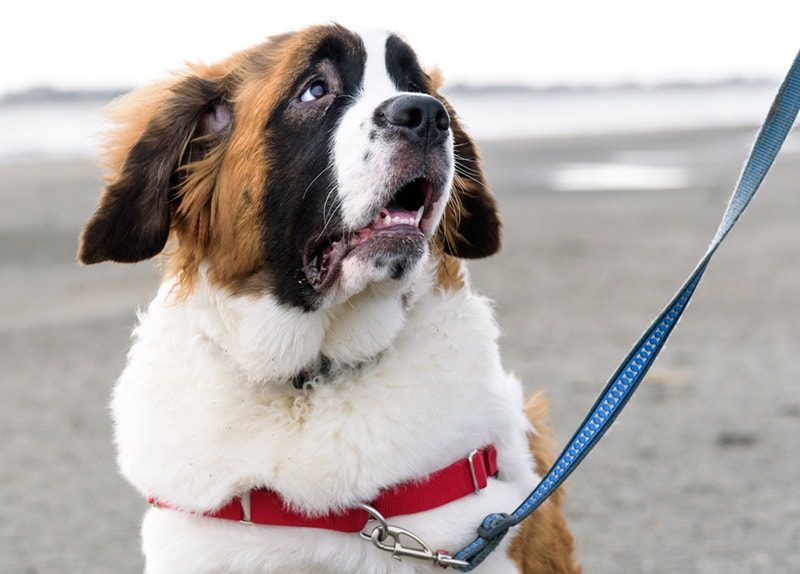 saint bernard puppy at the beach