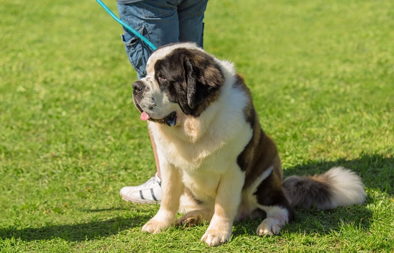 saint bernard puppy at the park with owner