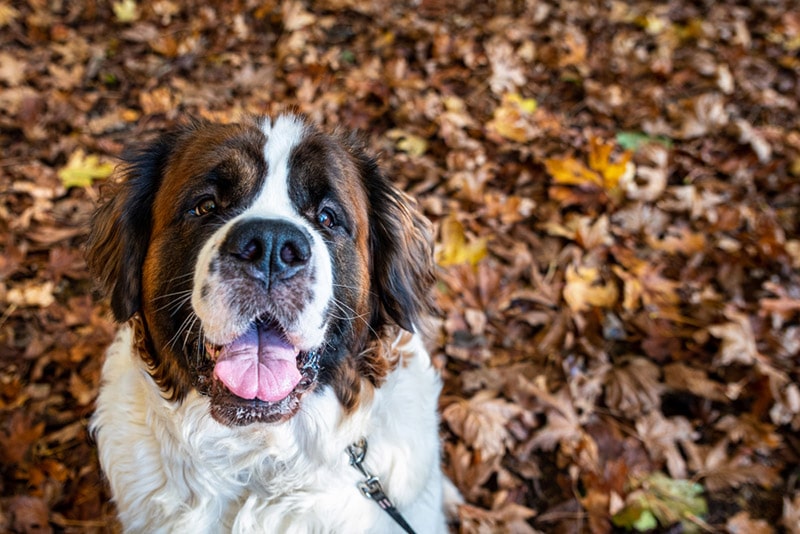 saint bernard puppy sitting on the fallen leaves