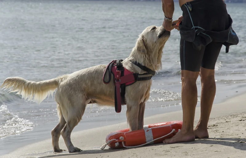 search and rescue labrador dog at the beach with its handler