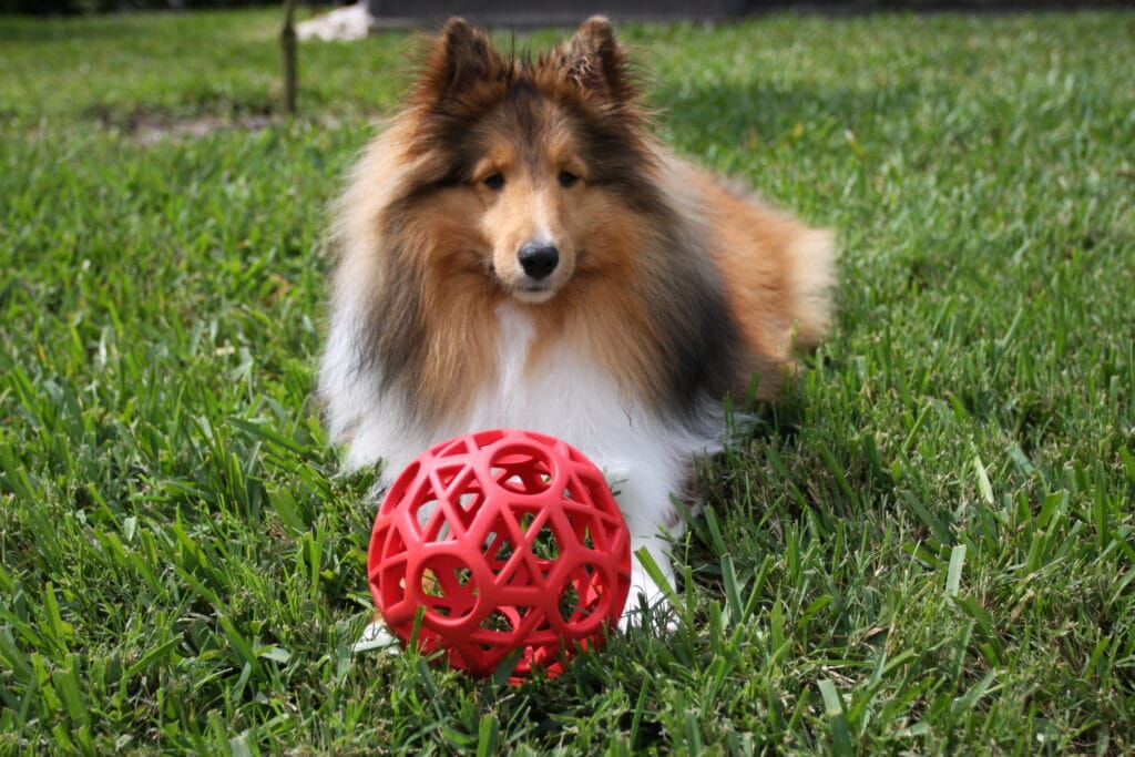 A Shetland Sheepdog laying in the grass with his red ball