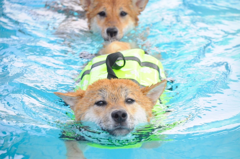shiba inu dog swimming