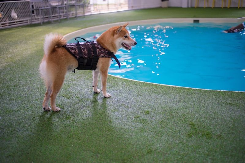 shiba inu standing near pool
