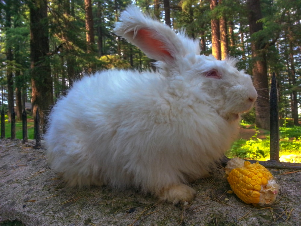 Giant French Angora Rabbit