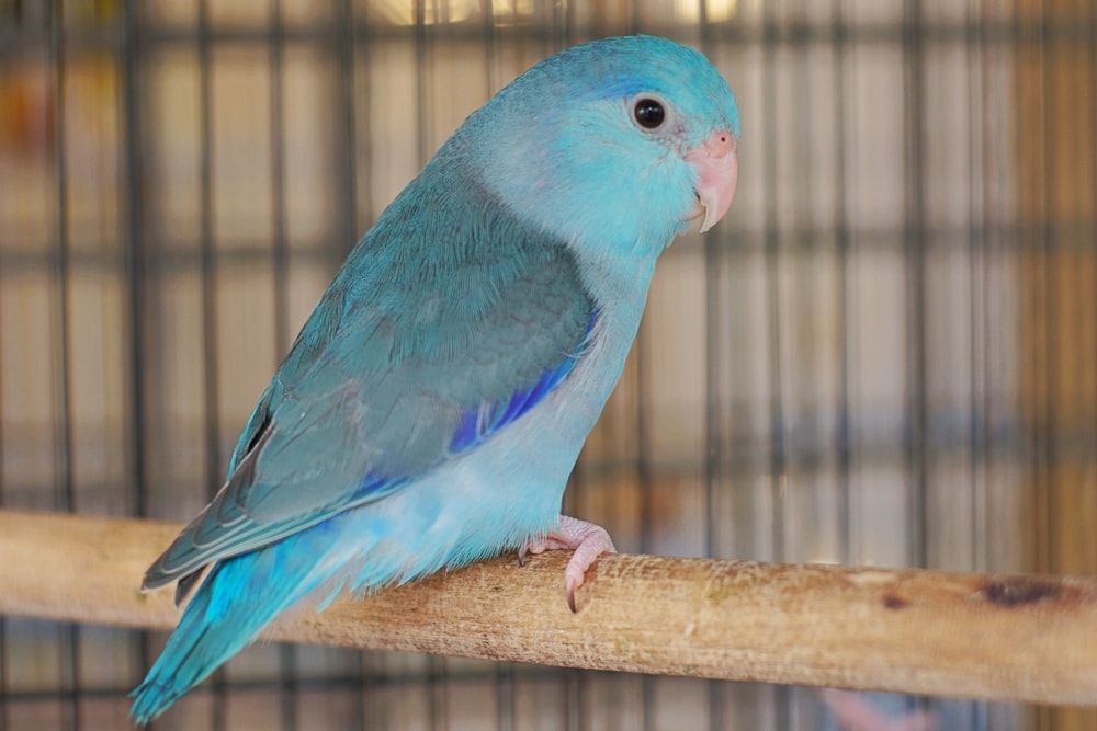 Blue Pacific parrotlet