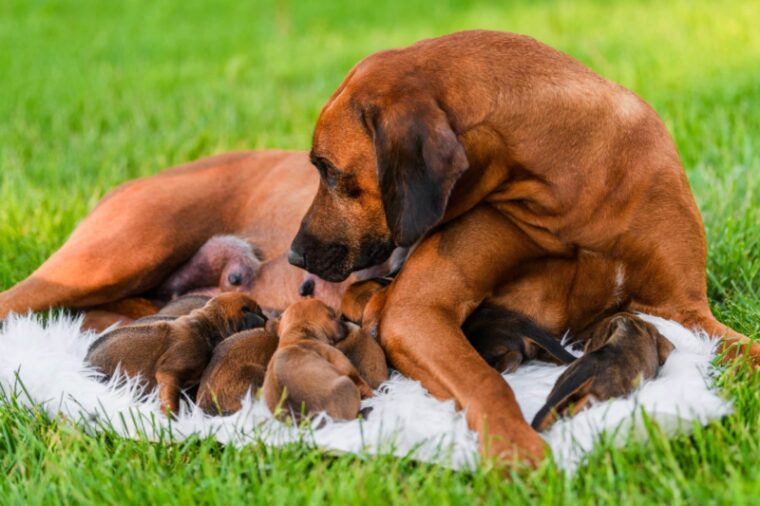 How Long Are Dogs Pregnant? Canine Gestation Period Explained | Hepper ...