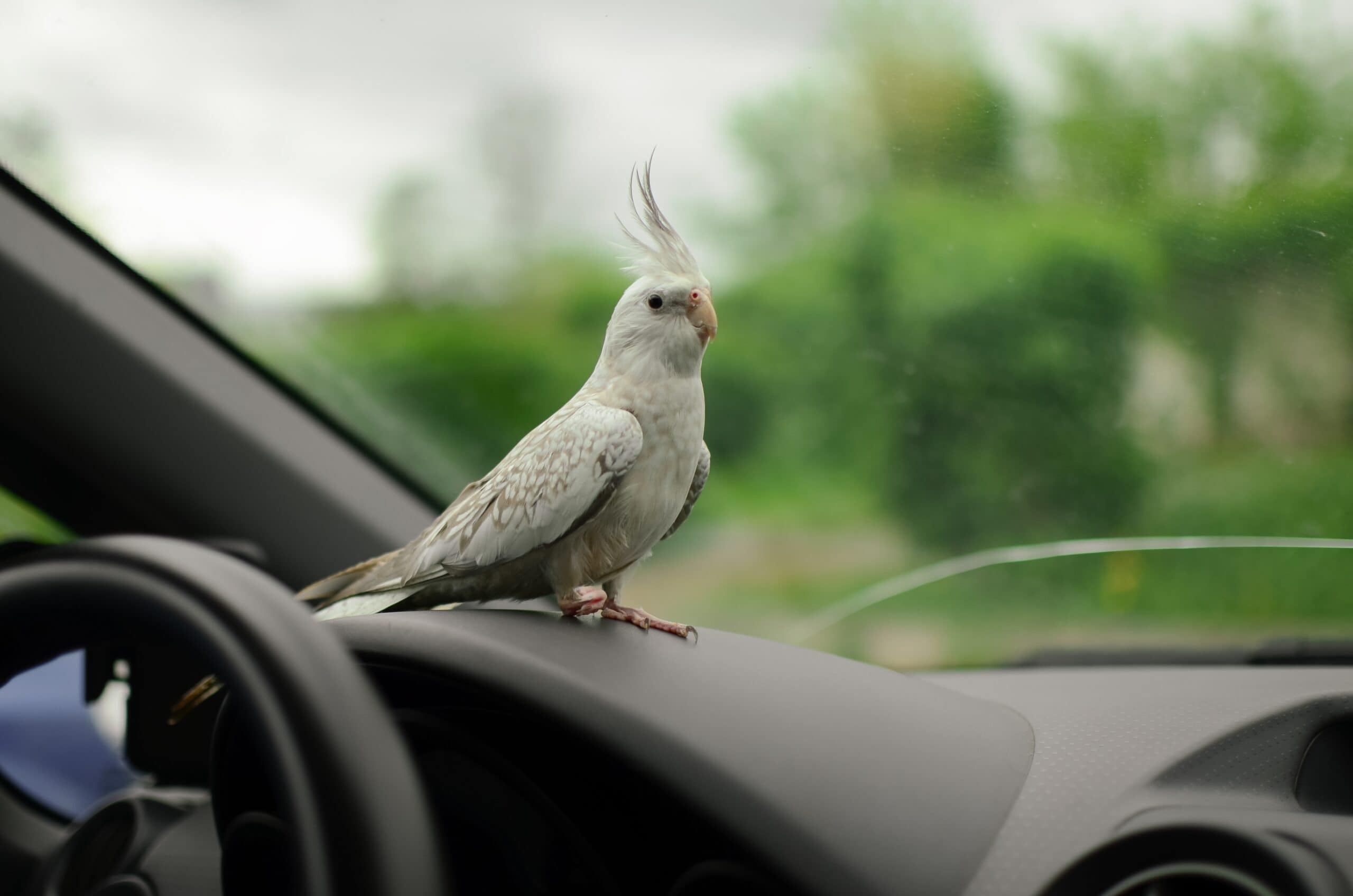 Cute cockatiel parrot.The parrot sits in the car.
