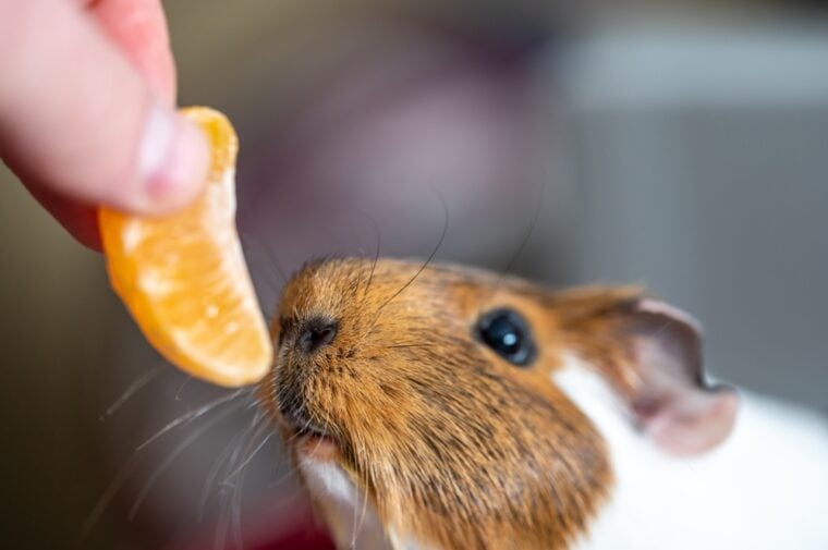 Picture of Can Guinea Pigs Eat Spinach? Vet-Reviewed Facts | Hepper Pet Resources