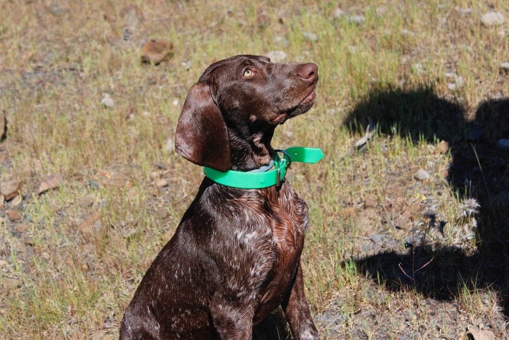 Weimaraner on training