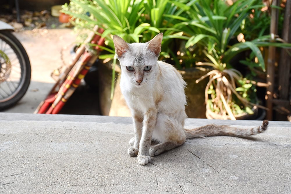 sick cat sitting on concrete floor