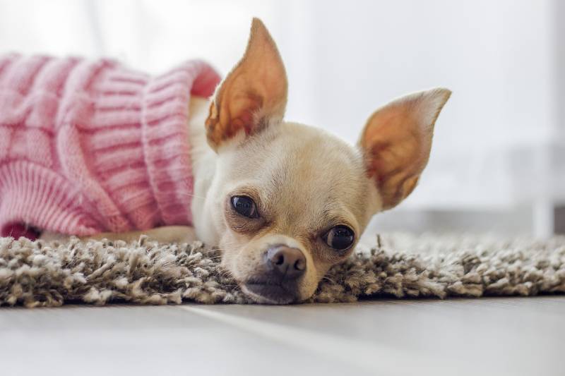 sick chihuahua dog lying on a rug