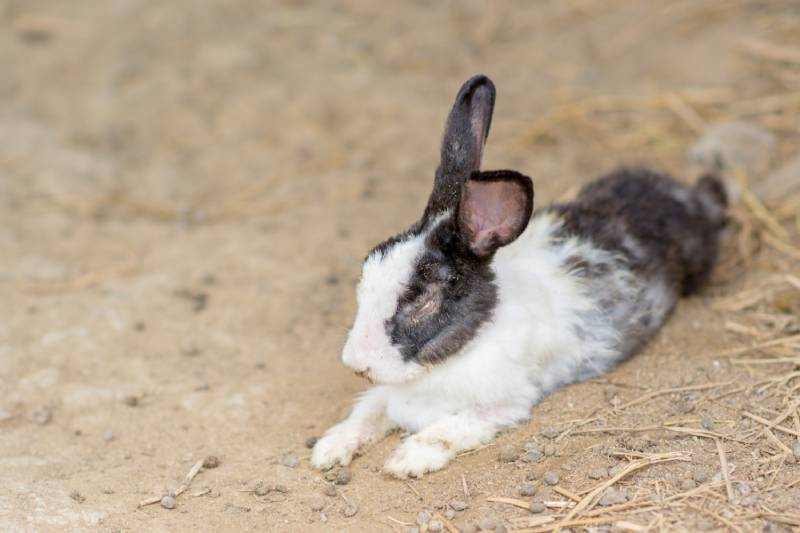 sick rabbit in farm