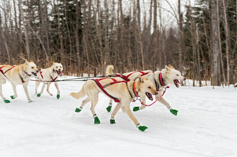 How to Train a Sled Dog: 10 Useful Tips & Tricks | Hepper Pet Resources