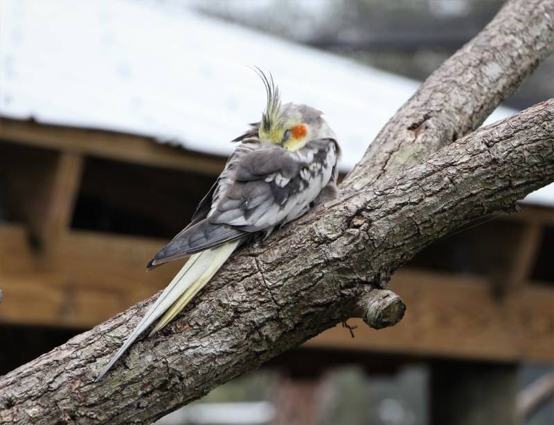 sleeping cockatiel on a branch