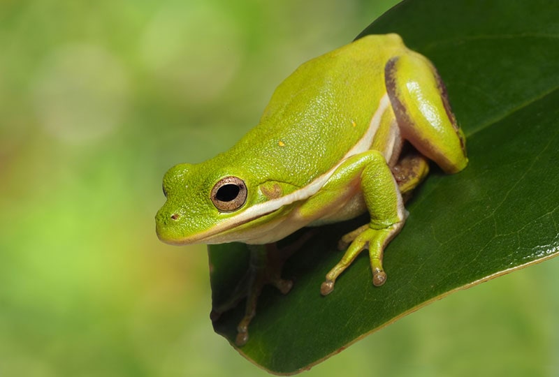 squirrel tree frog perched on a leaf