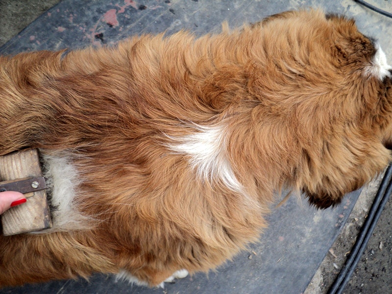 st. bernard dog getting combed