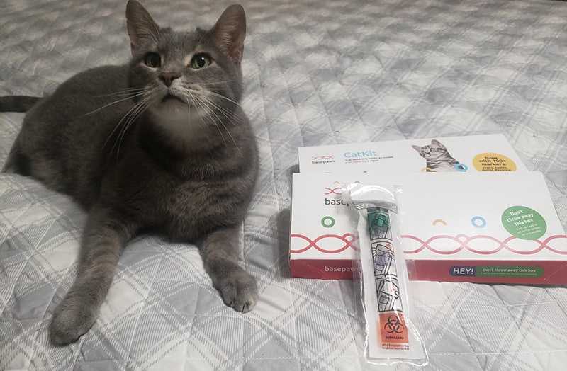 tazzy lying next to the catkit from basepaws