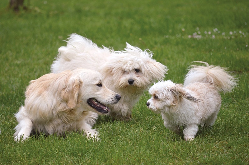 three dogs playing outdoor
