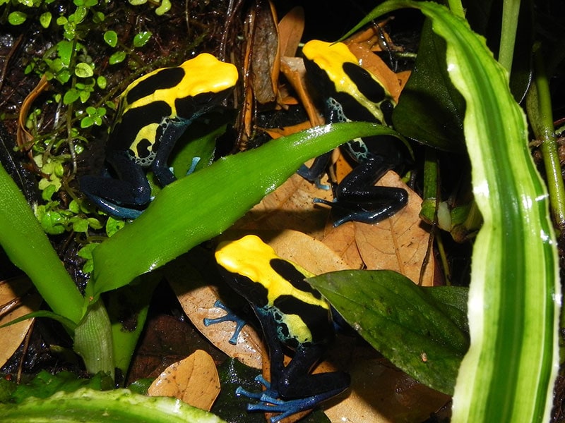 three poison dart frogs