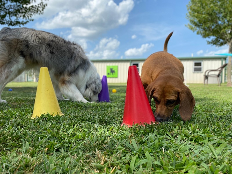 two dogs playing scent work mental stimulation game