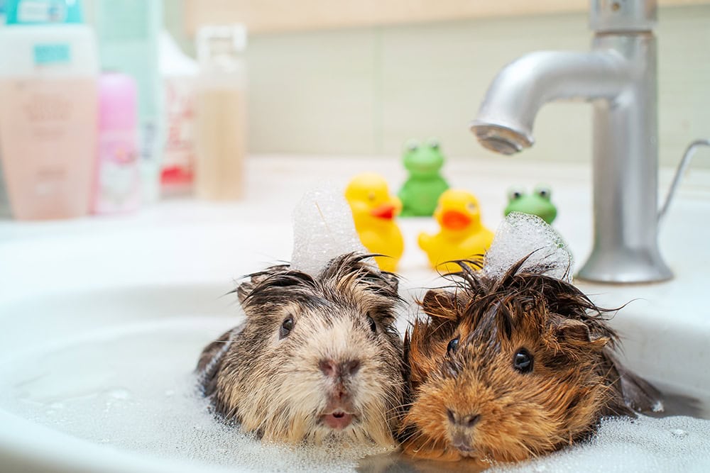 two guinea pigs in the sink