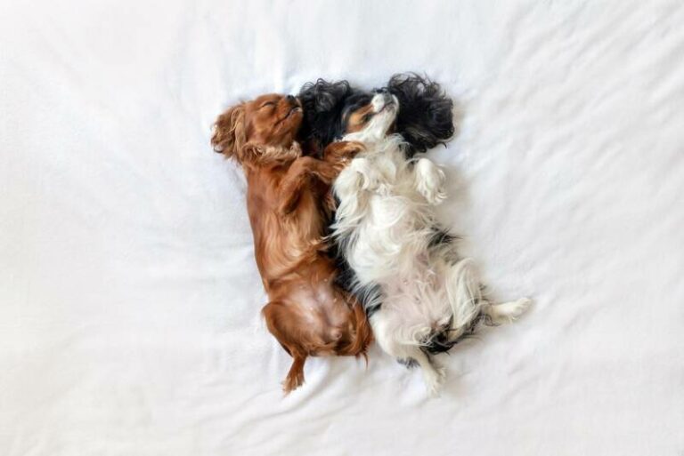 Why Do Dogs Sleep on Their Backs? 4 Vet-Verified Reasons & Alternative ...