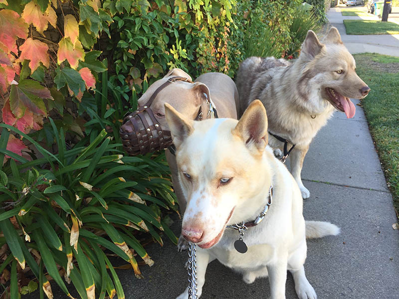 two jindo husky mix walking on the neighborhood