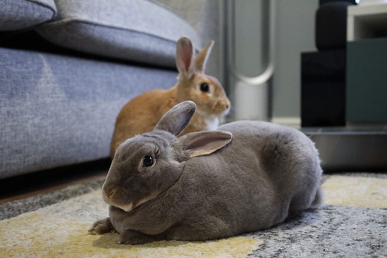 Rex Rabbit Sallander Mini Rex Rabbit: Facts, Care, Diet, Pictures & More | Hepper Pet Resources