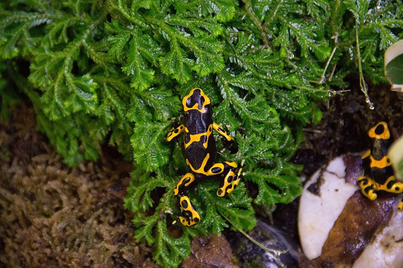 two poison dart frogs