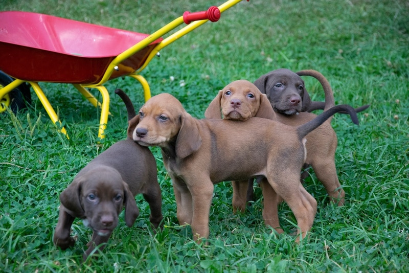 vizsla puppies in the grass