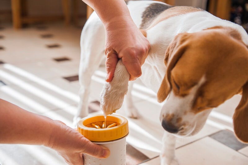 washing Beagle paw