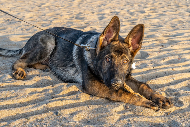 west german shepherd puppy lying on the sand