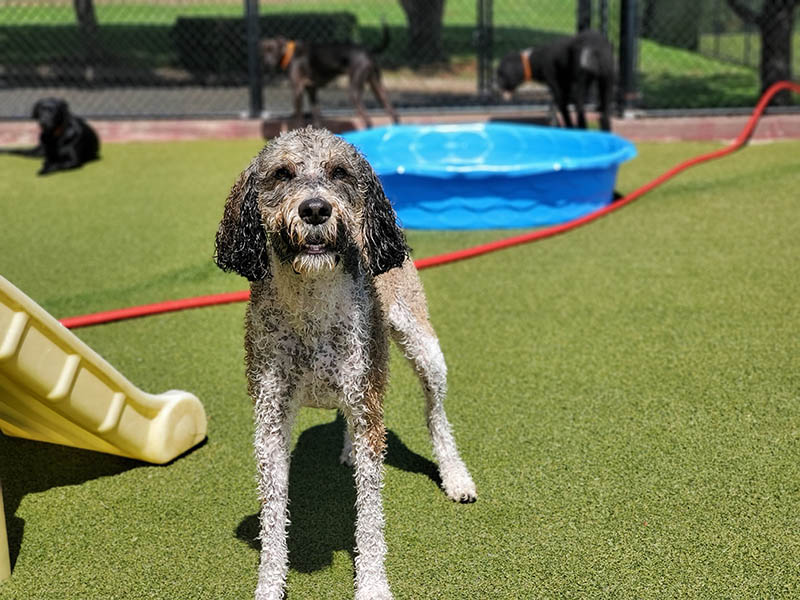 wet portipoo having fun under the sun