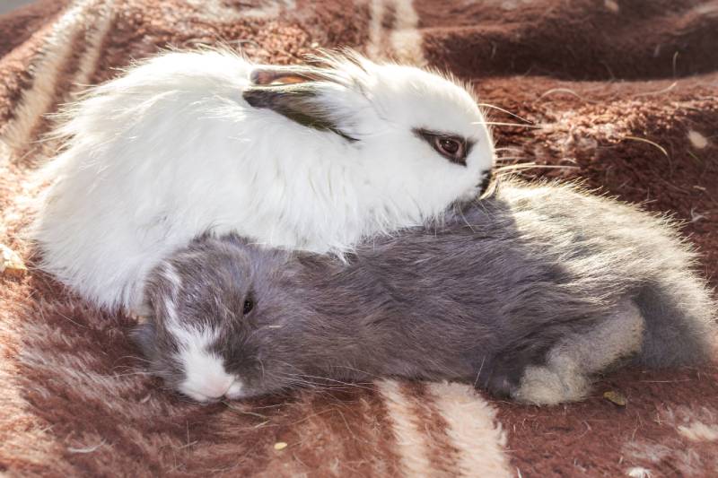 white and grey baby Jersey Wooly rabbit