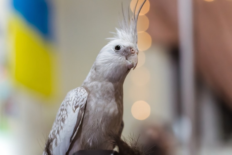 white faced cockatiel indside cage